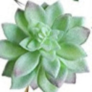 Meet your Posher, Jake